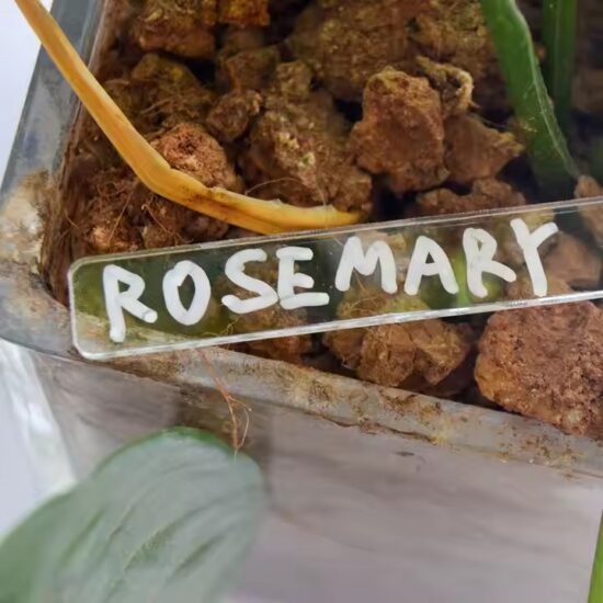 Custom Transparent Acrylic Plant Markers for Outdoor and Indoor Gardens